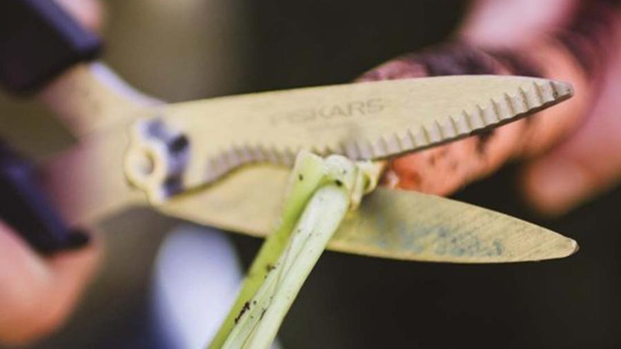 ciseaux à herbes aromatiques et de récolte Solid SP240 Fiskars ciseaux à herbes aromatiques et de récolte Solid SP240 Fiskars